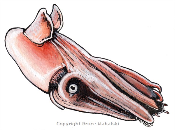 060 - Vampire Squid picture - color